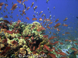 A warm welcome from school of Red Anthias. by Jun Tagama 